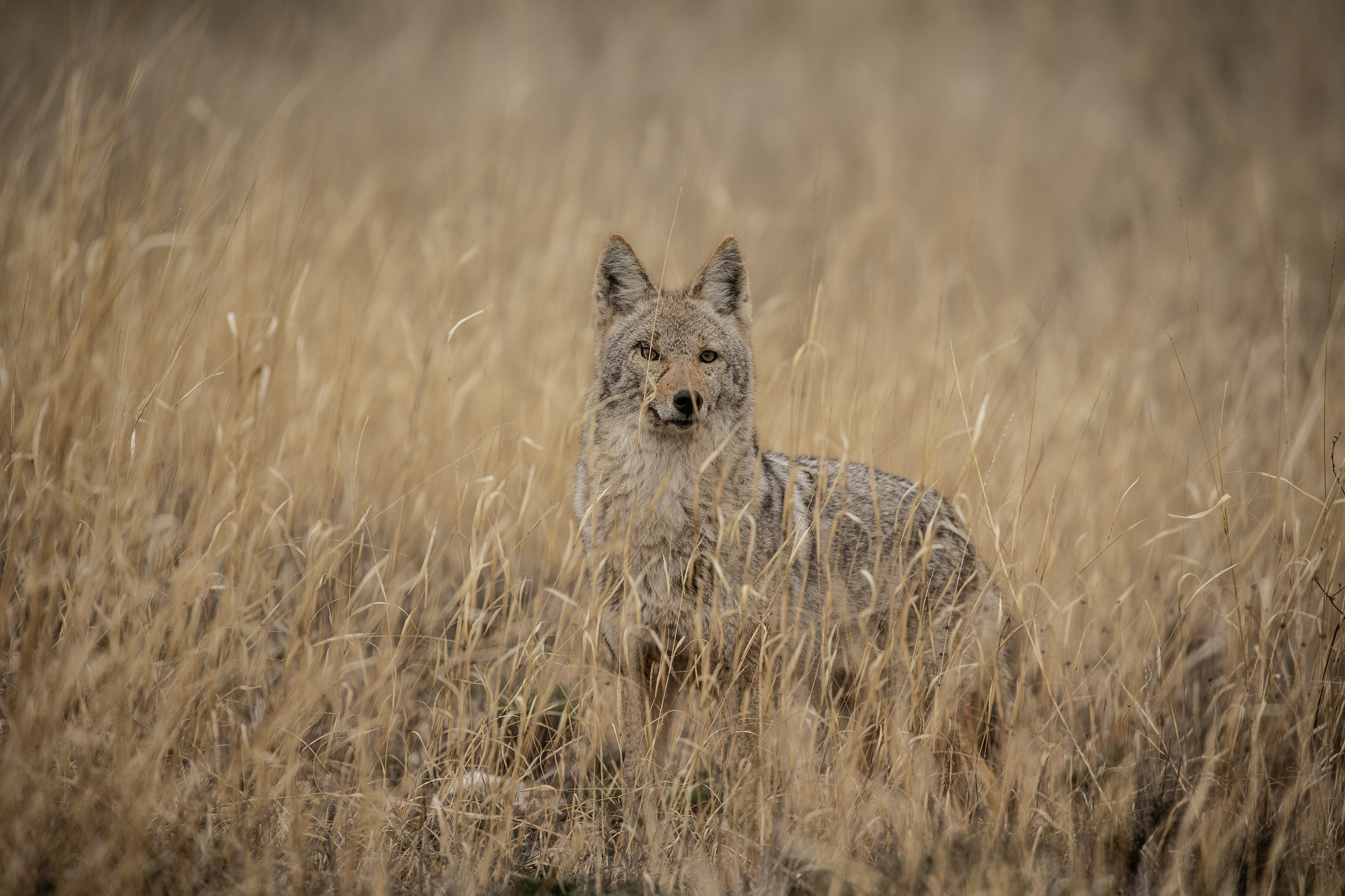 1,118 Acres in Coleman County