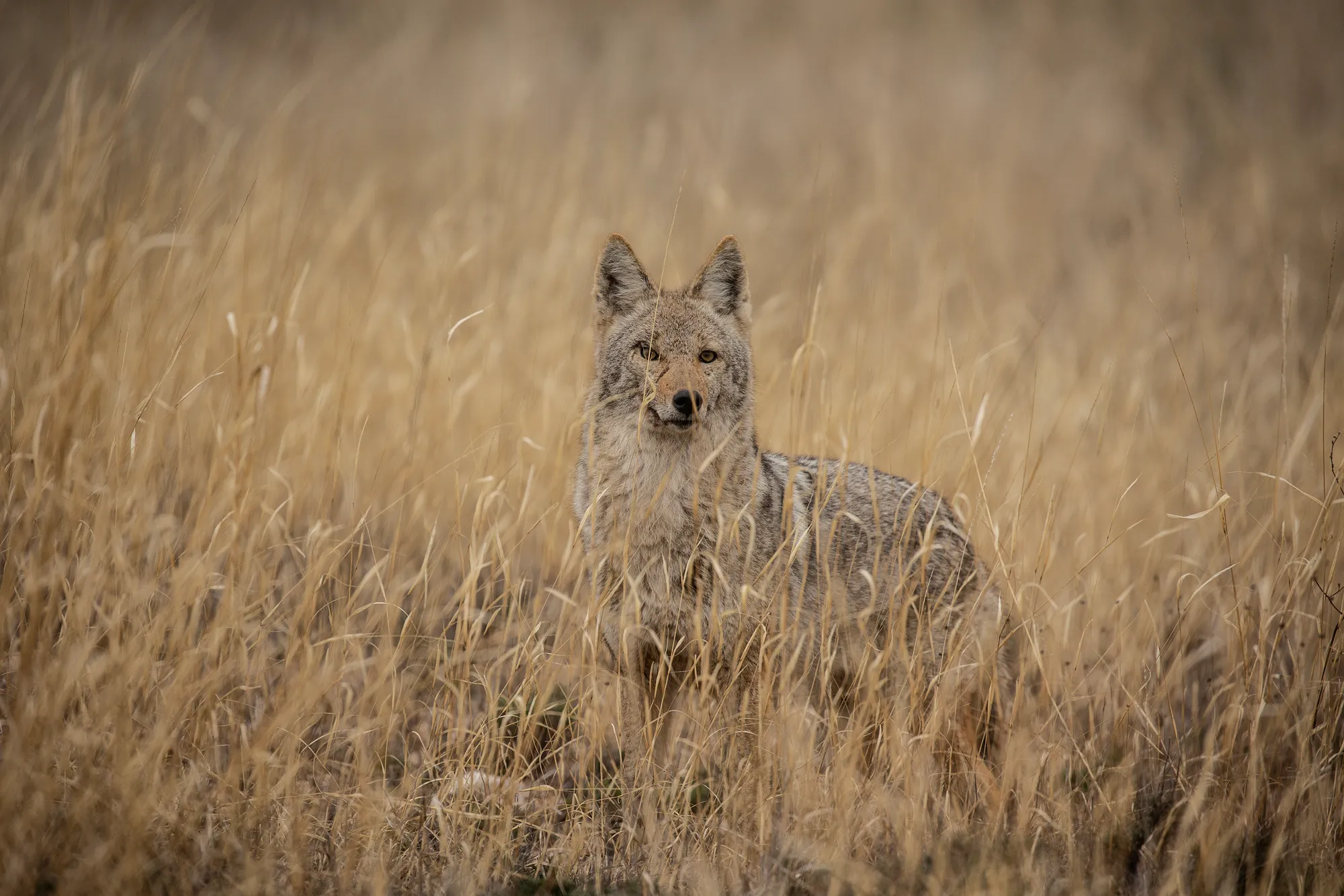 Texas canyon landscape
