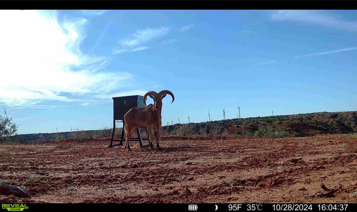 Aoudad sheep captured on game camera