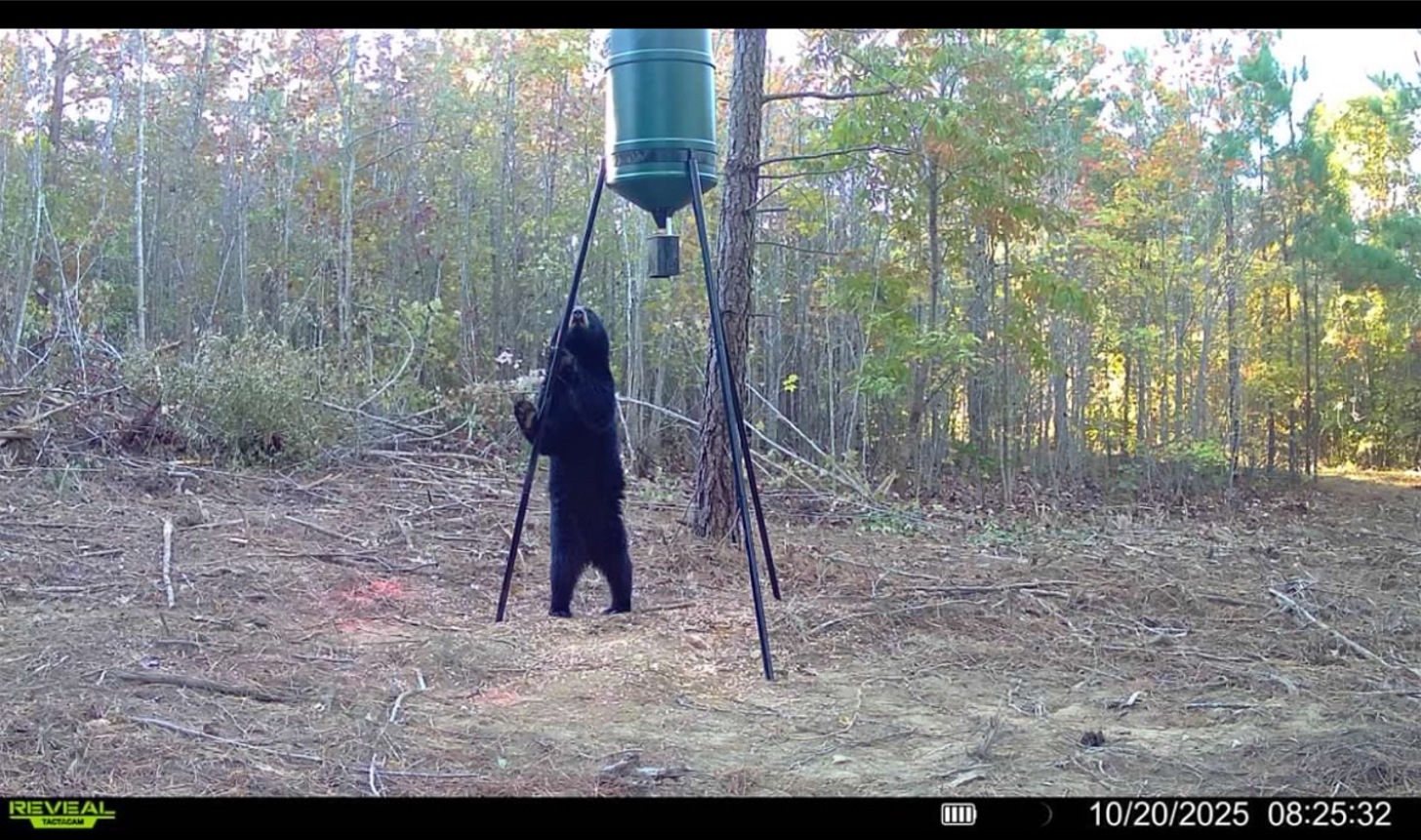 Black bear at feeder captured on game camera