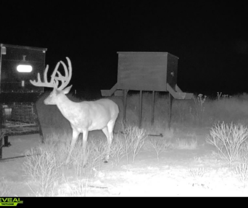 Trophy buck captured on game camera
