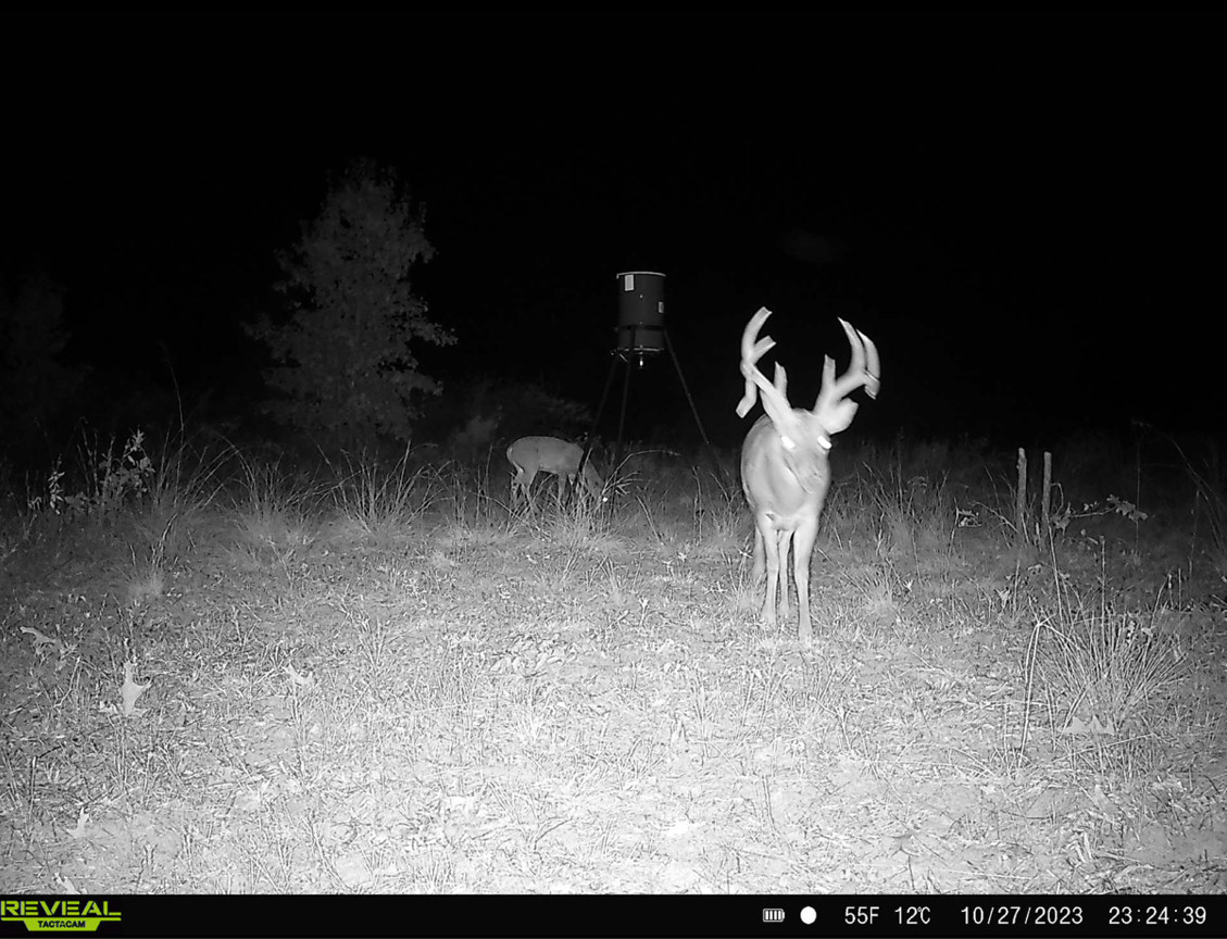 Buck deer at night captured on game camera