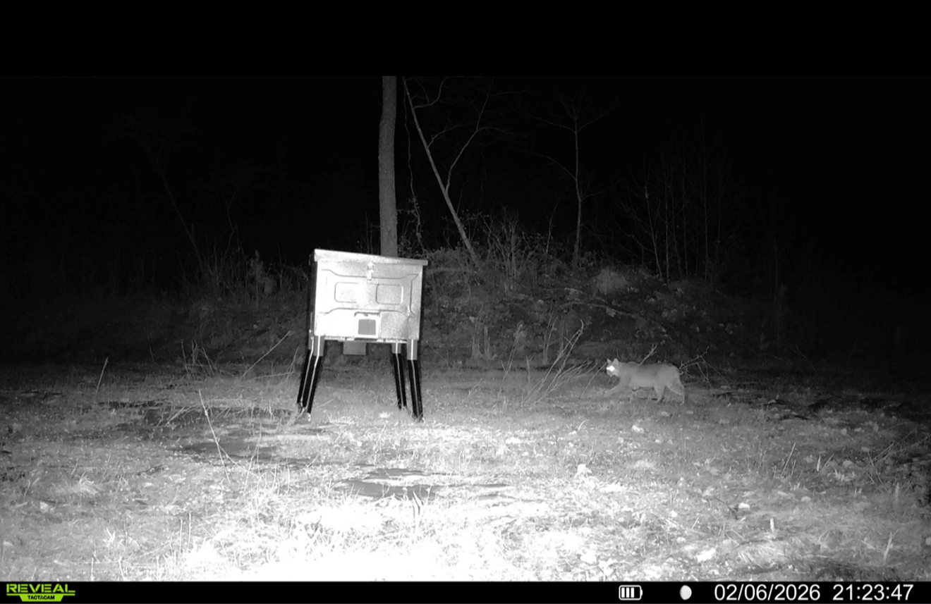 Coyote captured on game camera