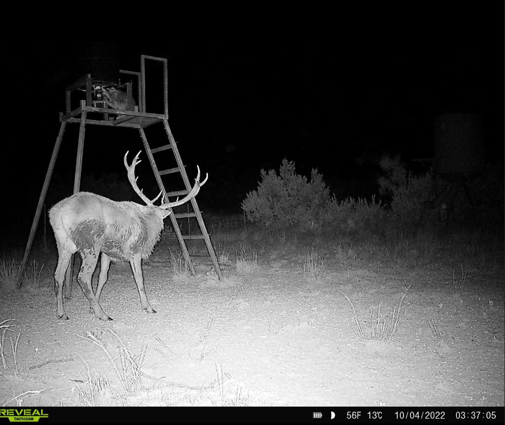 Elk at hunting stand captured on game camera