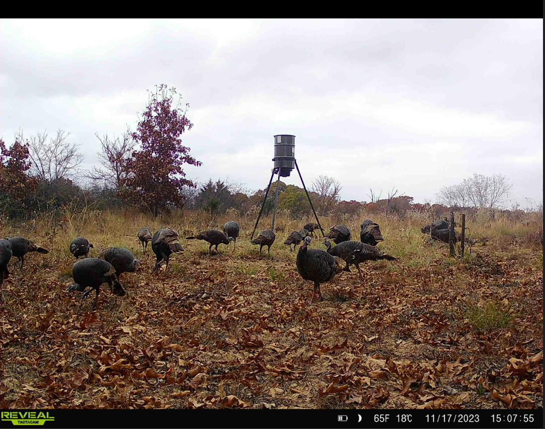 Wild turkeys captured on game camera