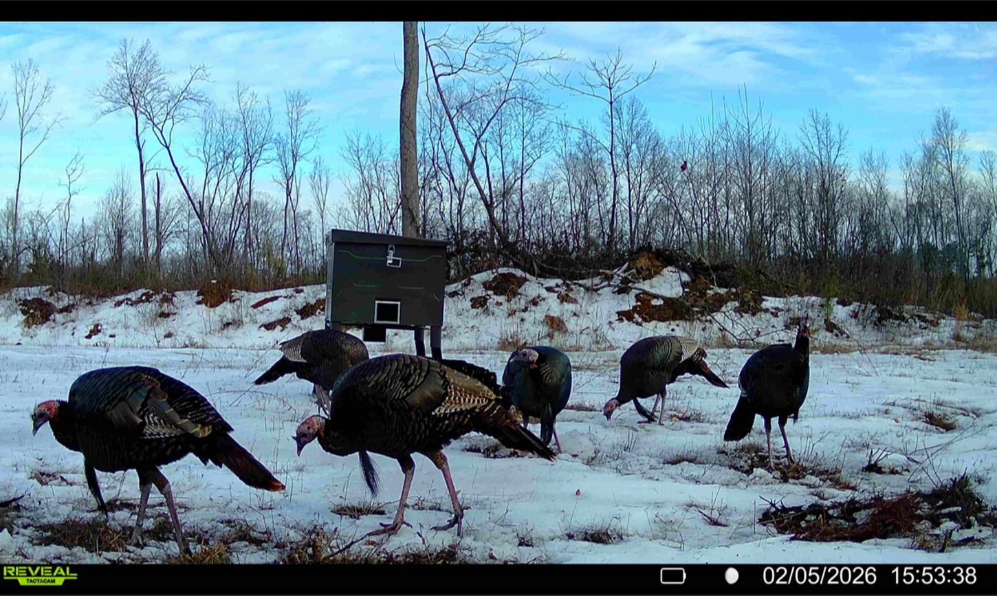 Wild turkeys in snow captured on game camera